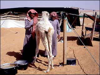 2 boys with baby camel