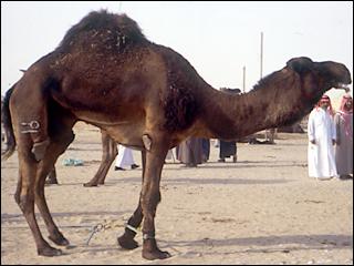 camel with tribal brand